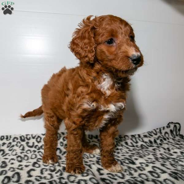 Jenny, Mini Goldendoodle Puppy